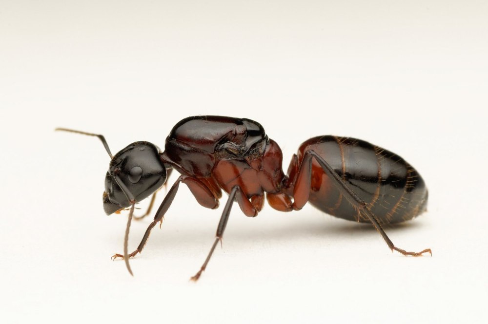 Муравьи-древоточцы (Camponotus)