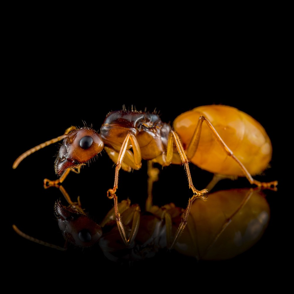 Camponotus turkestanus солдаты