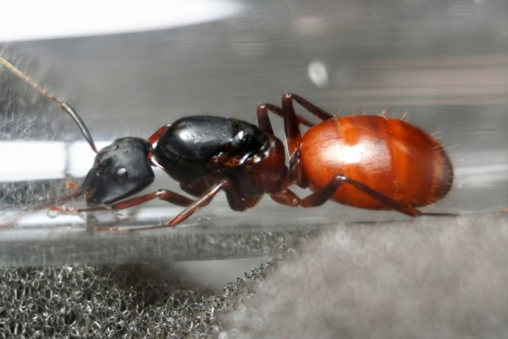 Camponotus maculatus