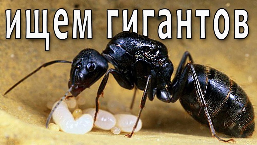 Кампонотус Саксатилис