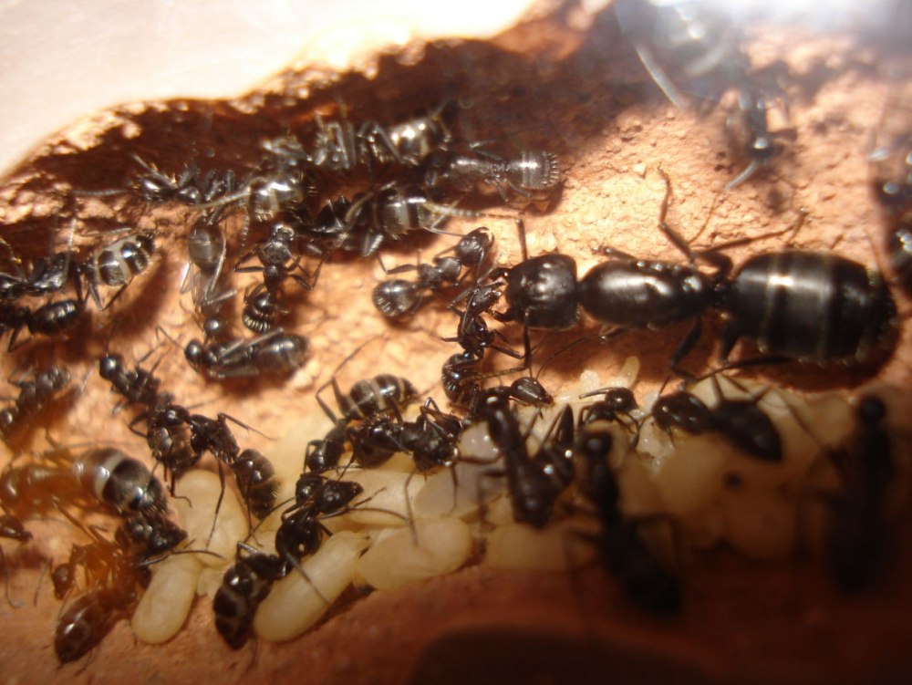 Муравей гигант - Camponotus Vagus