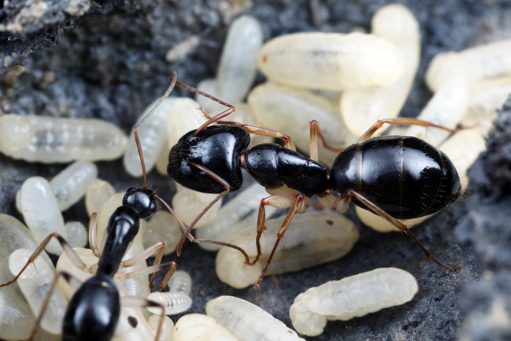 Camponotus Gigas матка