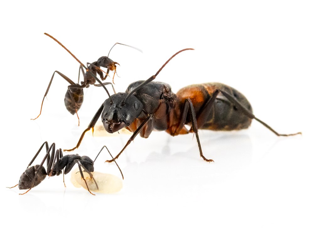 Camponotus cruentatus солдаты