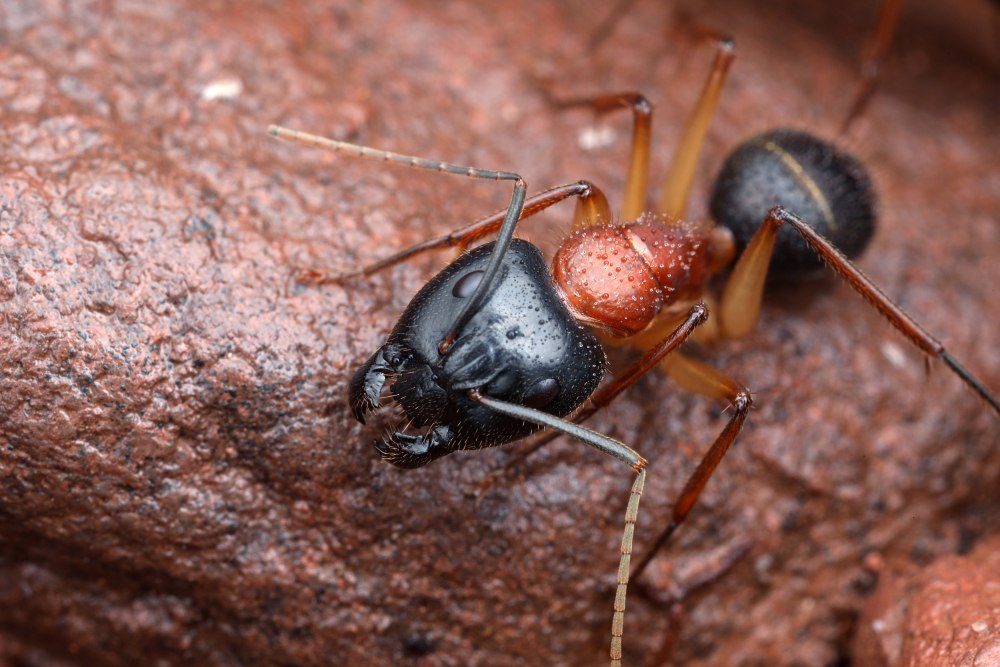 Муравьи Camponotus saxatilis