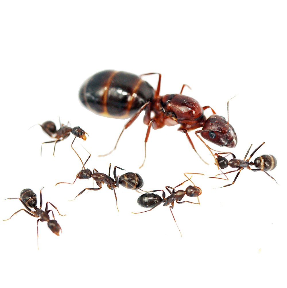 Матка Camponotus