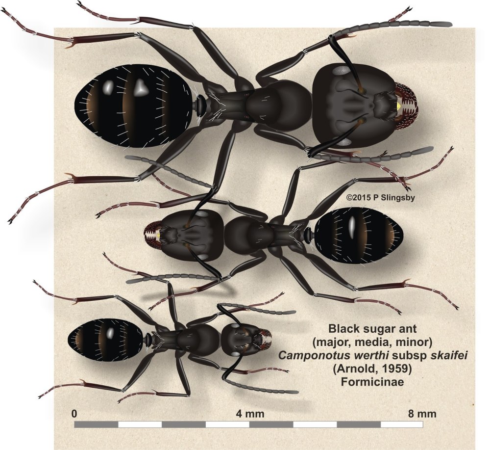 Муравей Camponotus Gigas