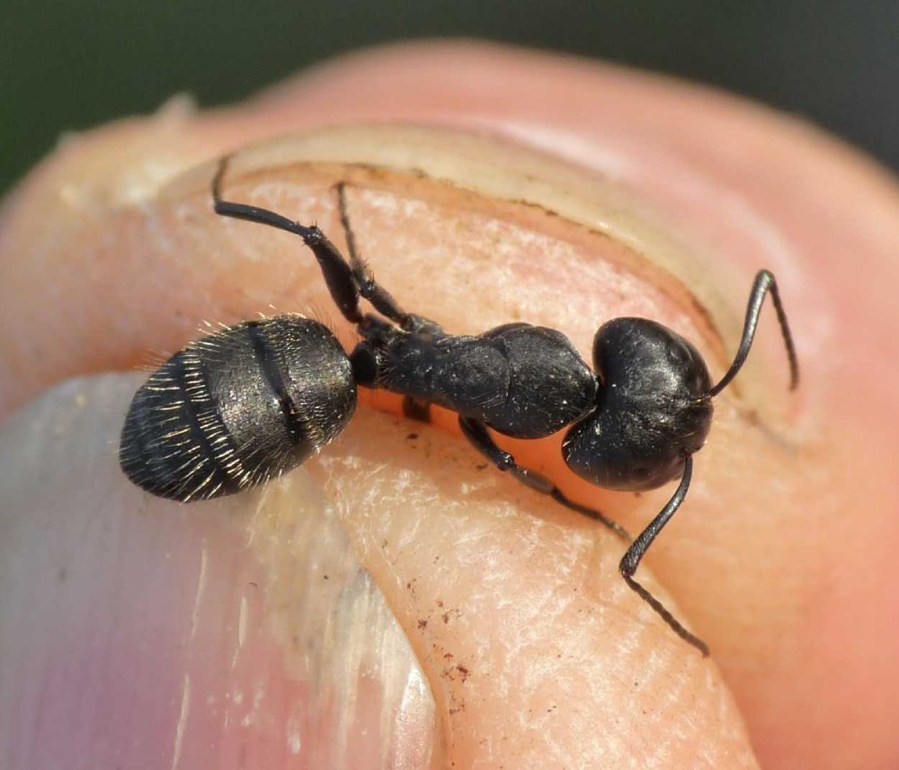 Муравьи Camponotus Vagus