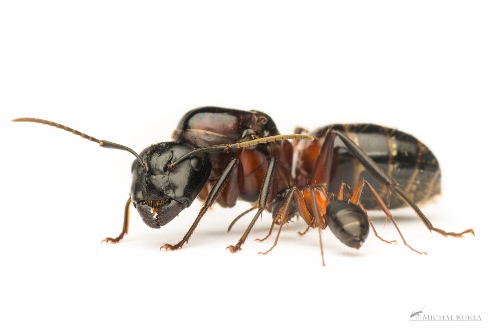 Camponotus ligniperda муравей