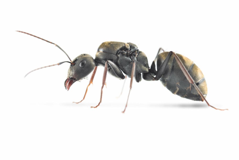Муравьи Camponotus parius