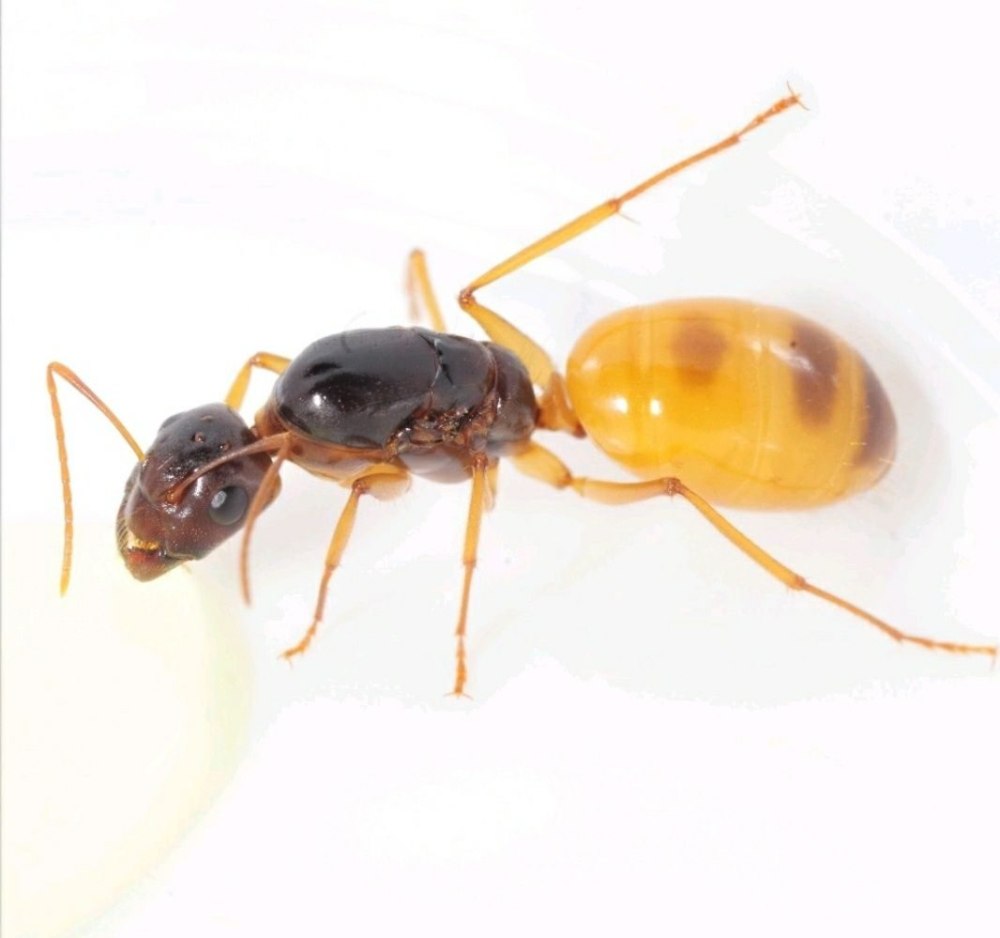 Муравьи Camponotus fedtschenkoi
