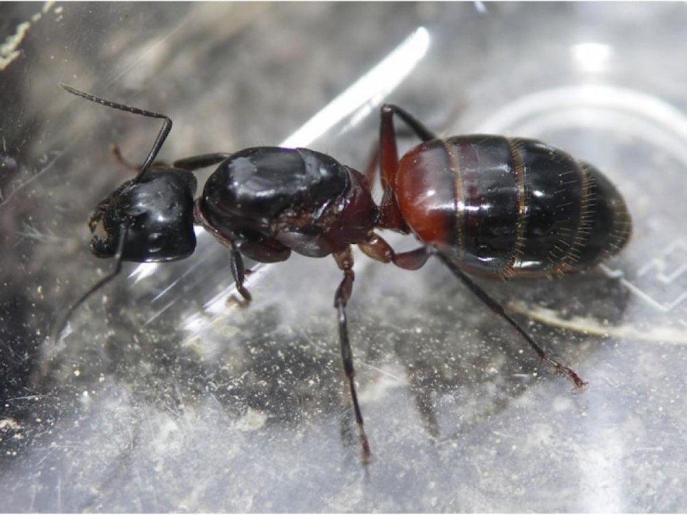 Camponotus ligniperda муравей