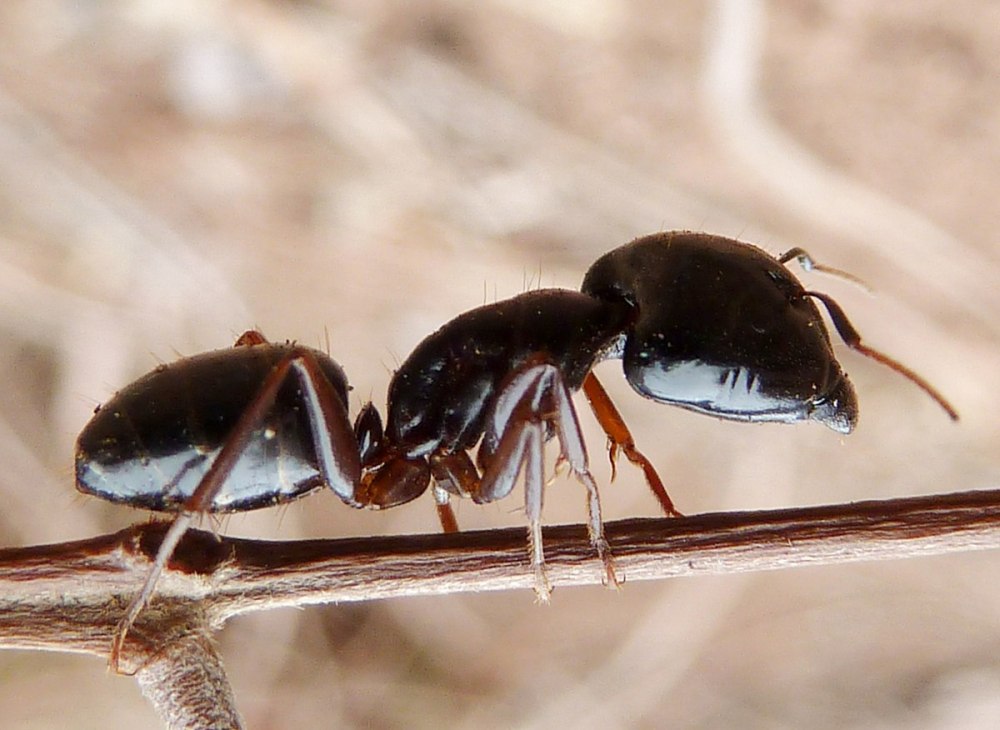Муравьи рода Camponotus