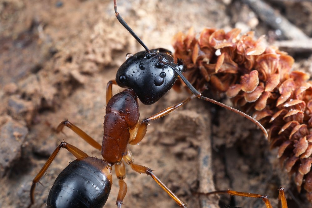 Camponotus consobrinus