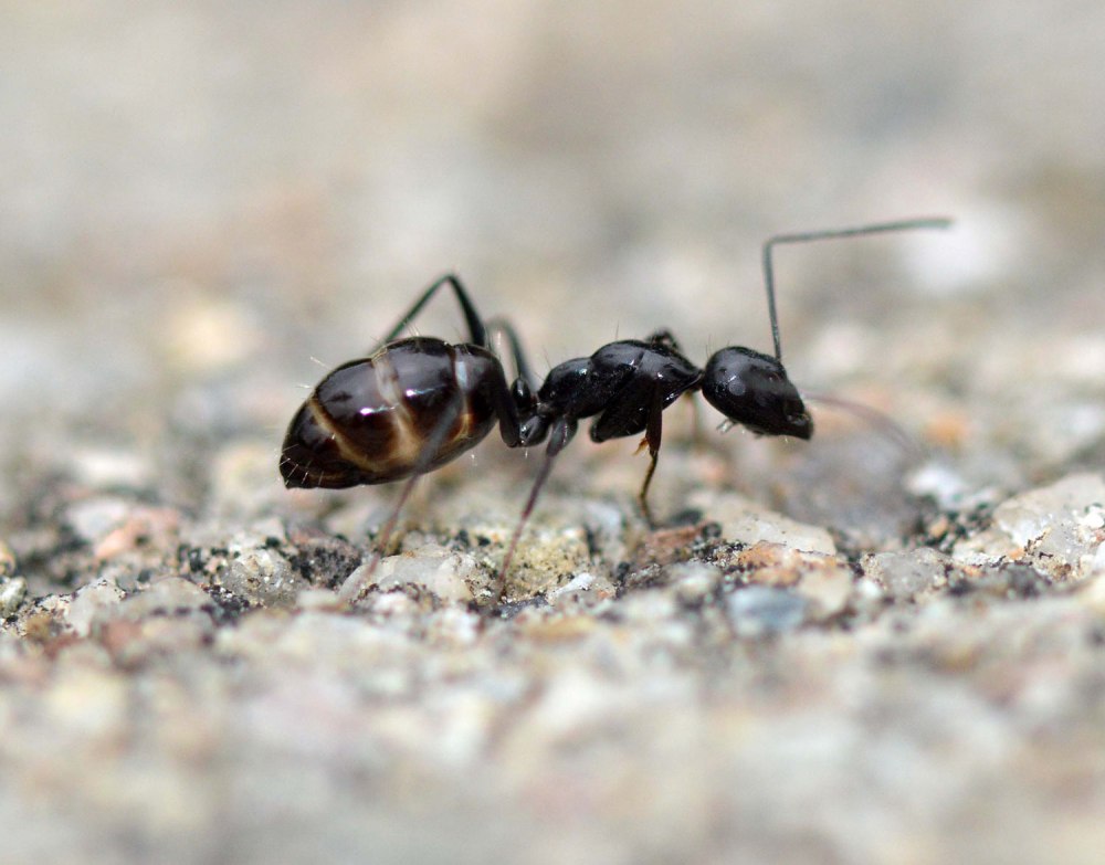Муравьи Camponotus piceus