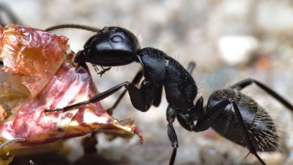 Муравей гигант - Camponotus Vagus