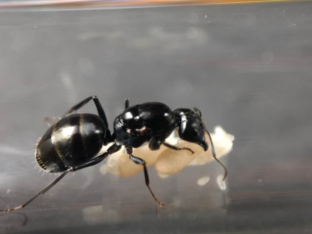 Camponotus aeneopilosus