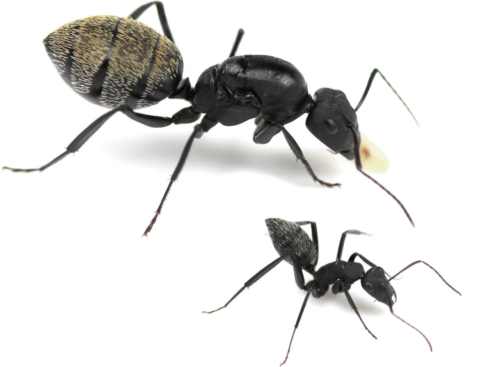 Camponotus fulvopilosus
