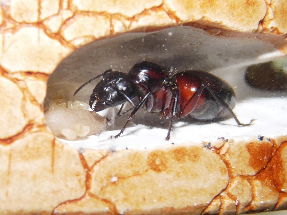Муравьи Camponotus cruentatus