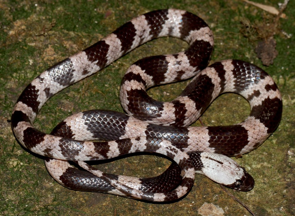 Lycodon aulicus