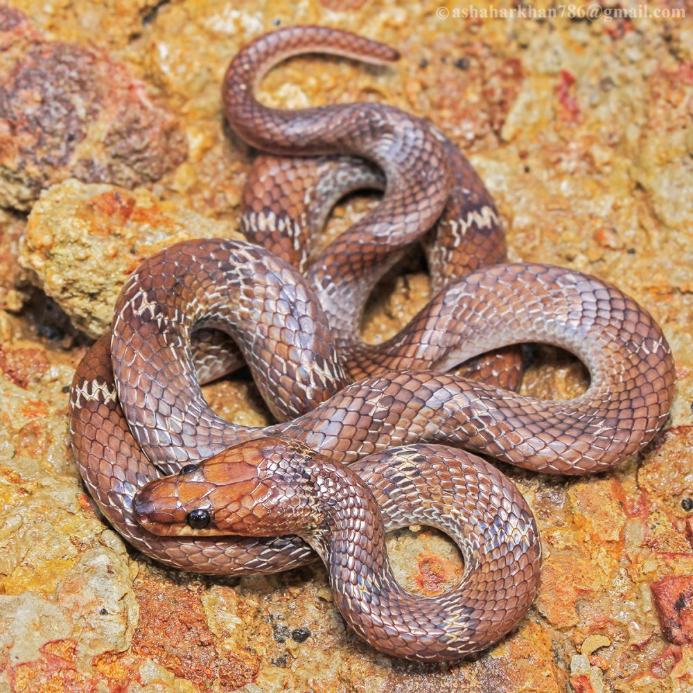 Lycodon aulicus