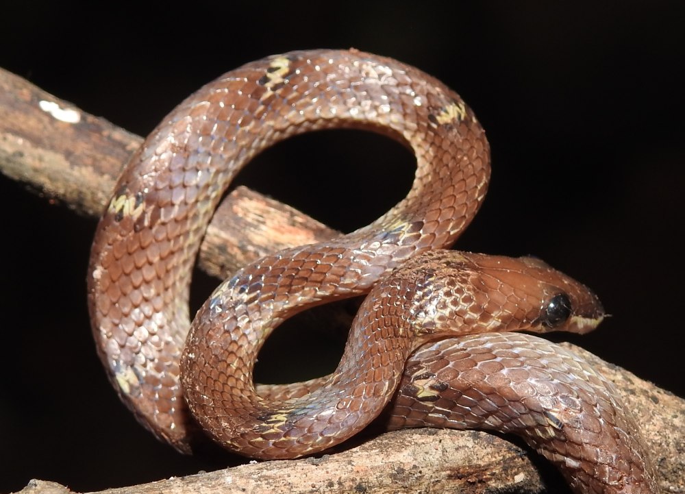 Домовый Волкозуб (Lycodon aulicus)