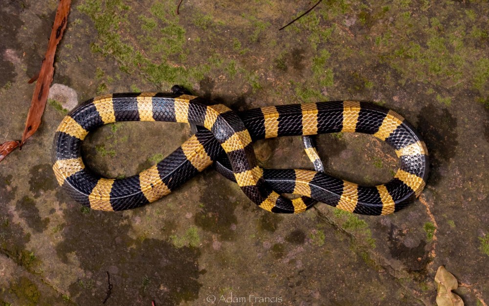 Малайский Крайт (Bungarus candidus)
