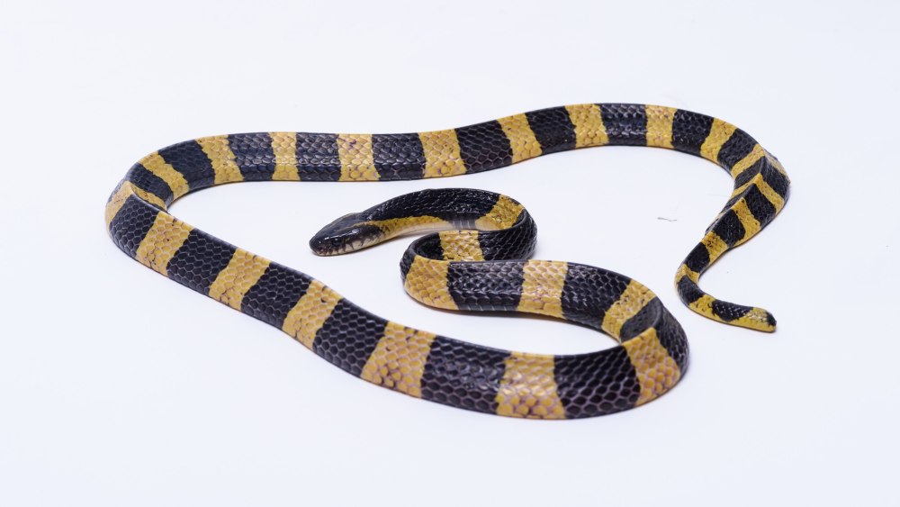 Wallpapers Bungarus magnimaculatus