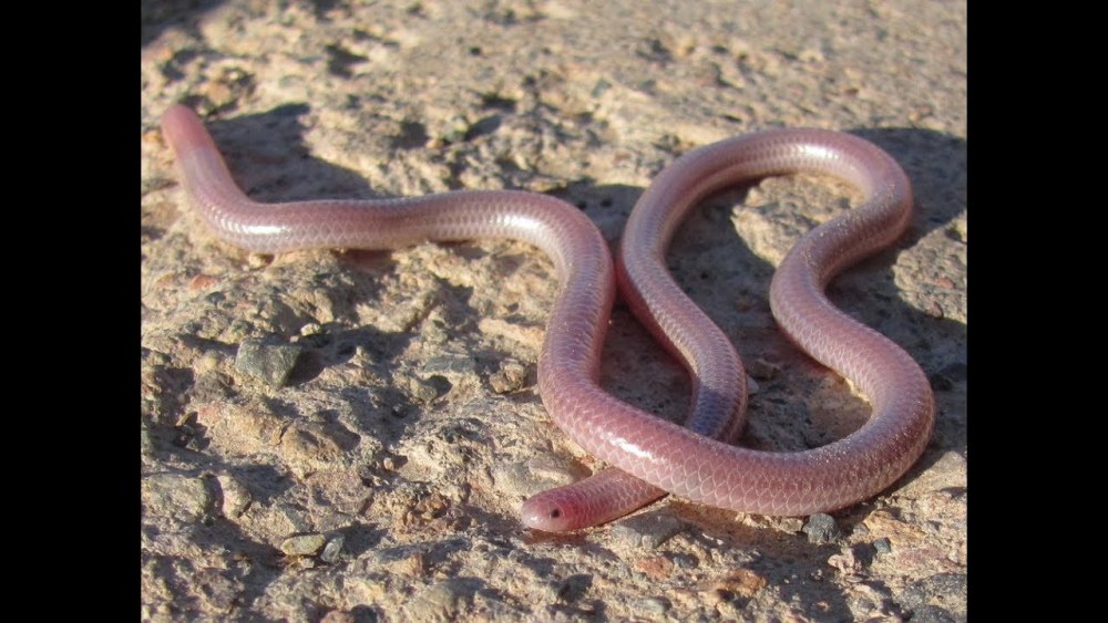 Leptotyphlops carlae змея