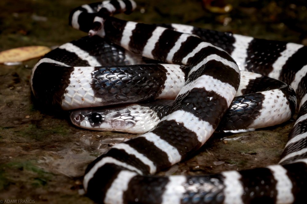 Bungarus ceylonicus