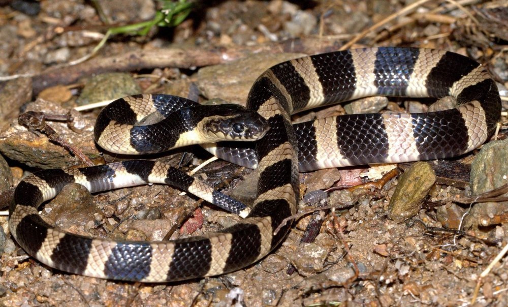Малайский Крайт (Bungarus candidus)