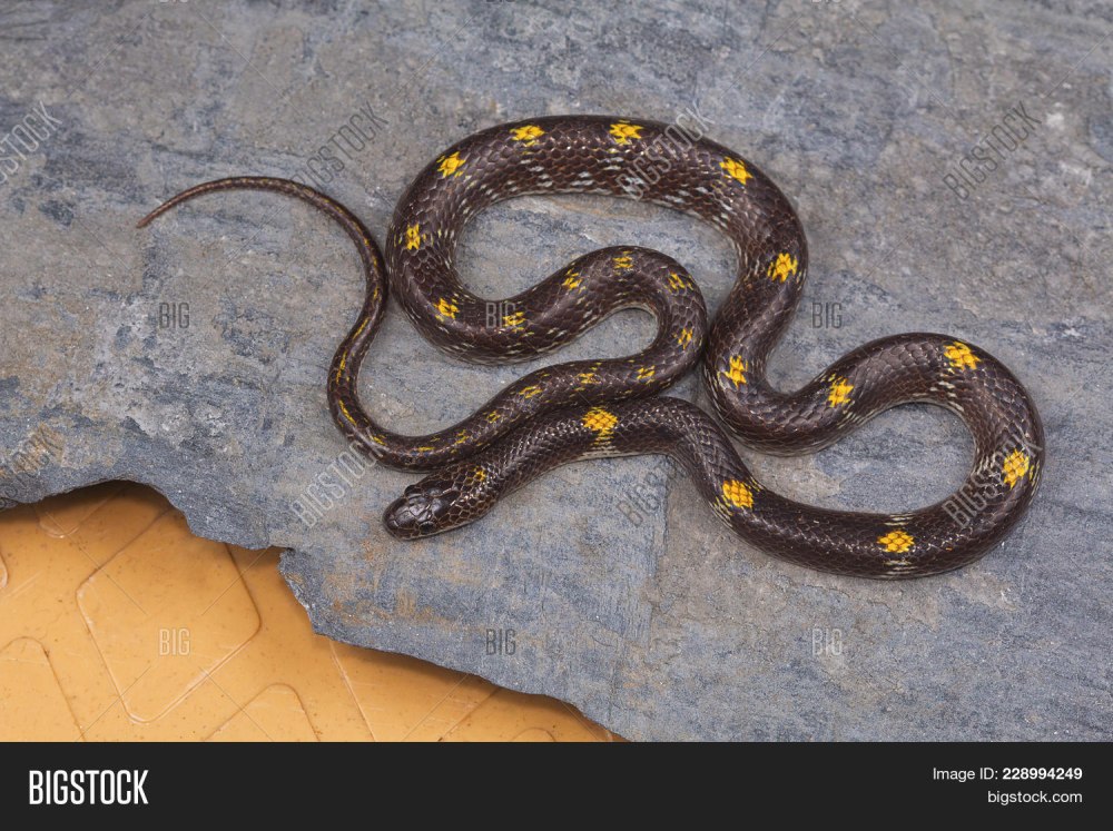 Lycodon striatus