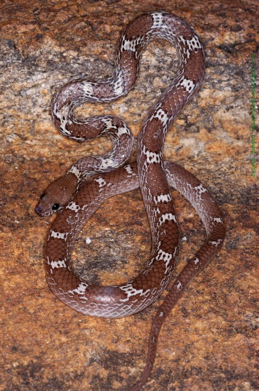 Lycodon aulicus
