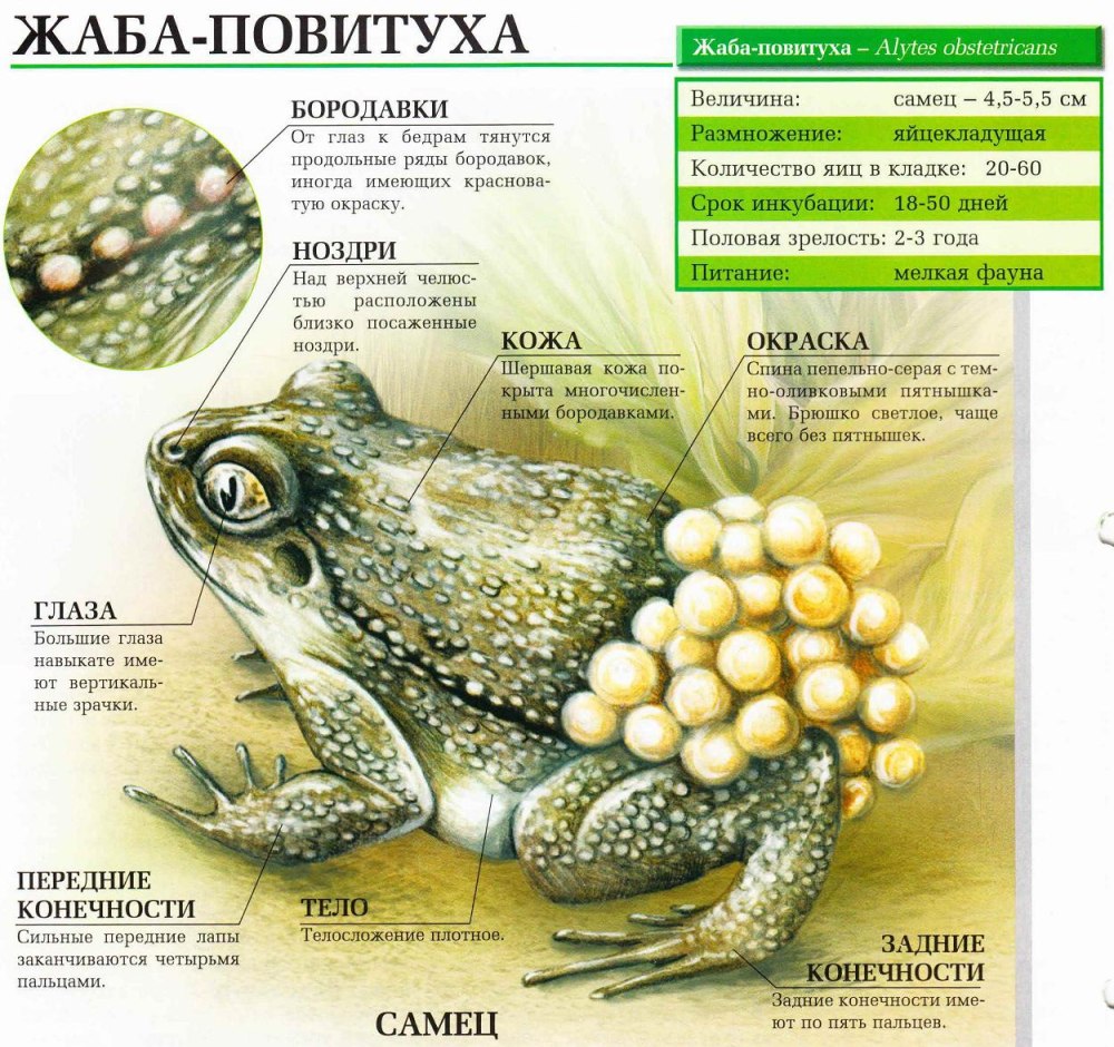Жаба повитуха