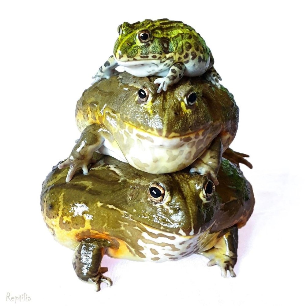 Настоящие лягушки