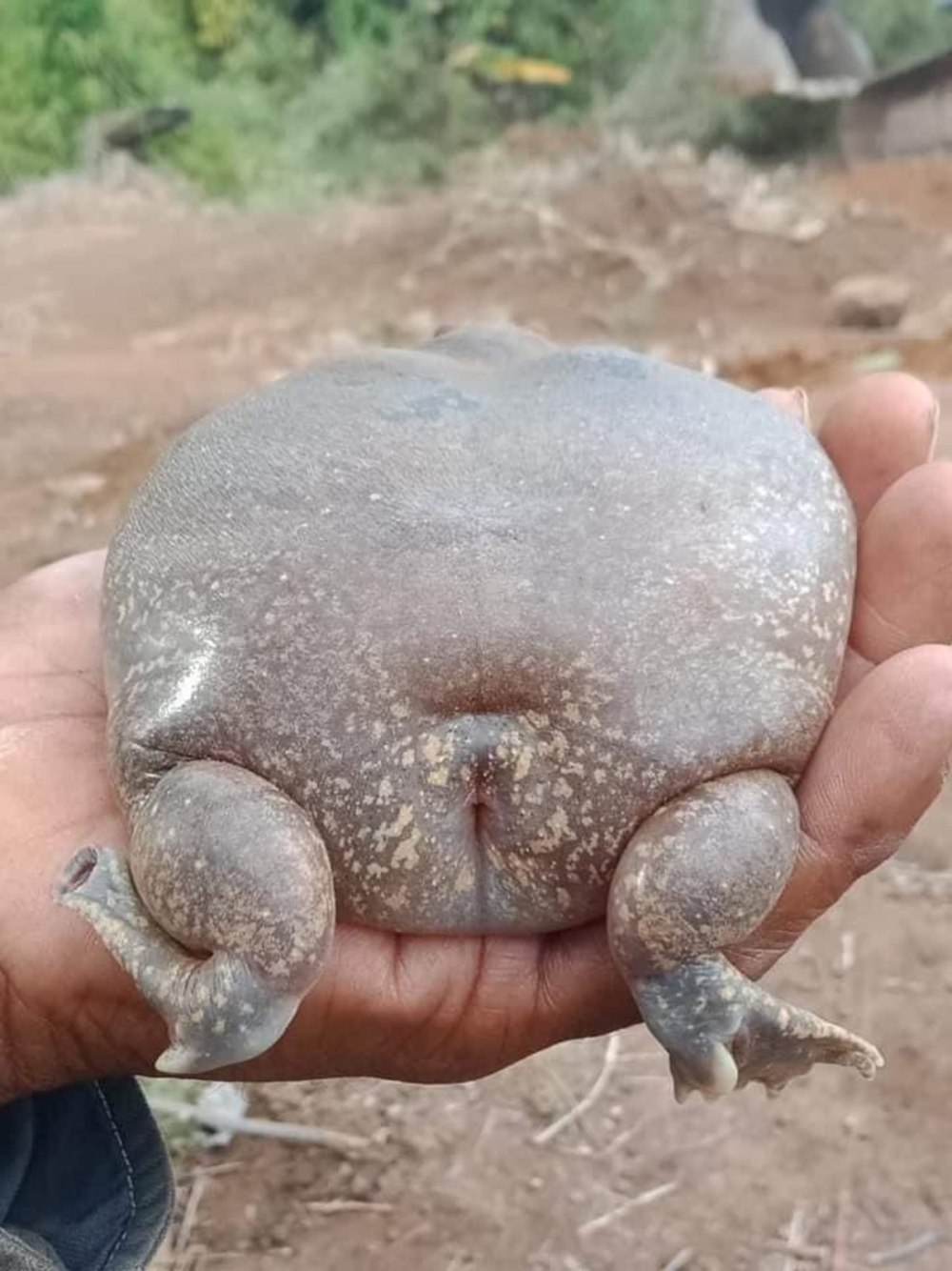 Glyphoglossus Molossus лягушка