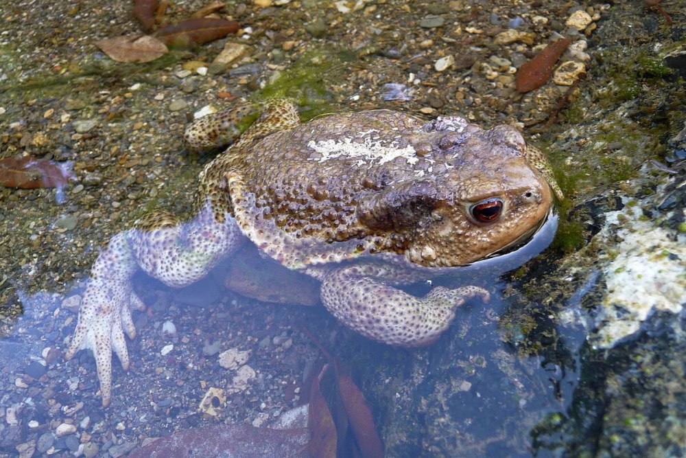 Bufo mauritanicus