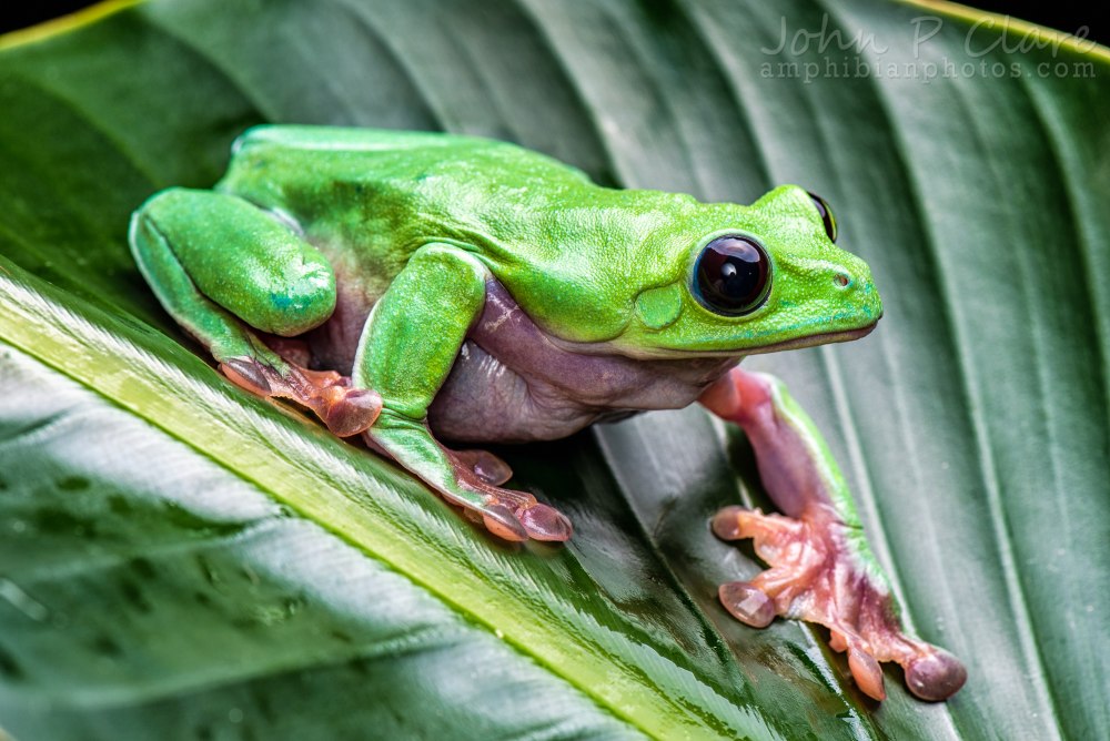 Agalychnis moreletii