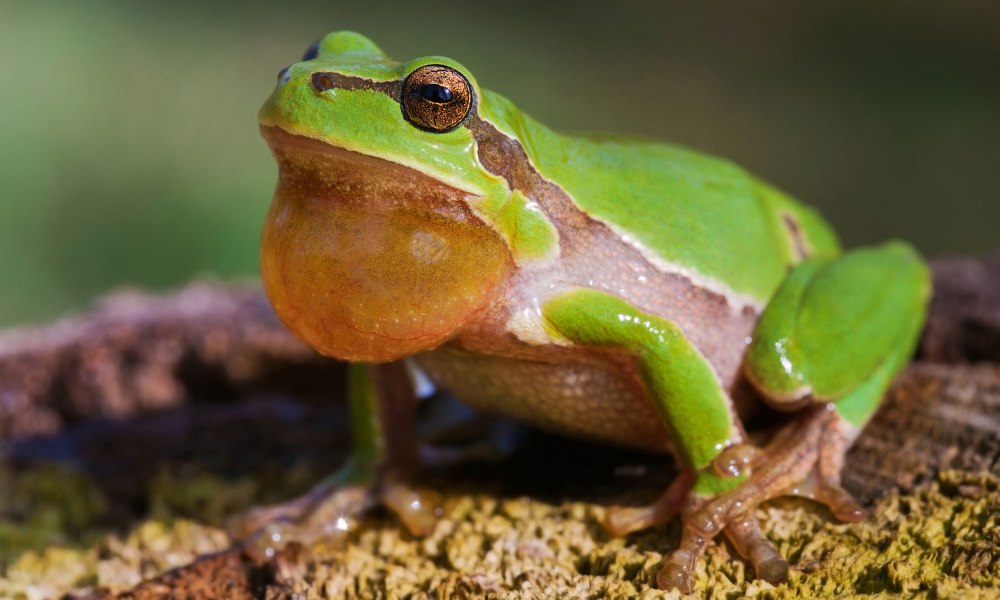Обыкновенная квакша – Hyla Arborea (Linnaeus, 1758)