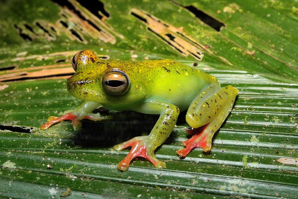 Boophis albilabris