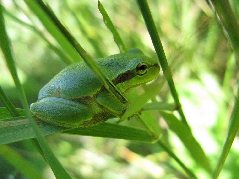 Hyla Arborea brotacel