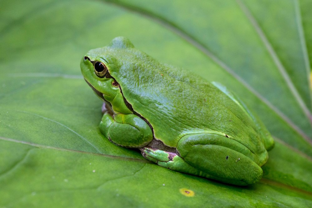 Hyla Arborea brotacel