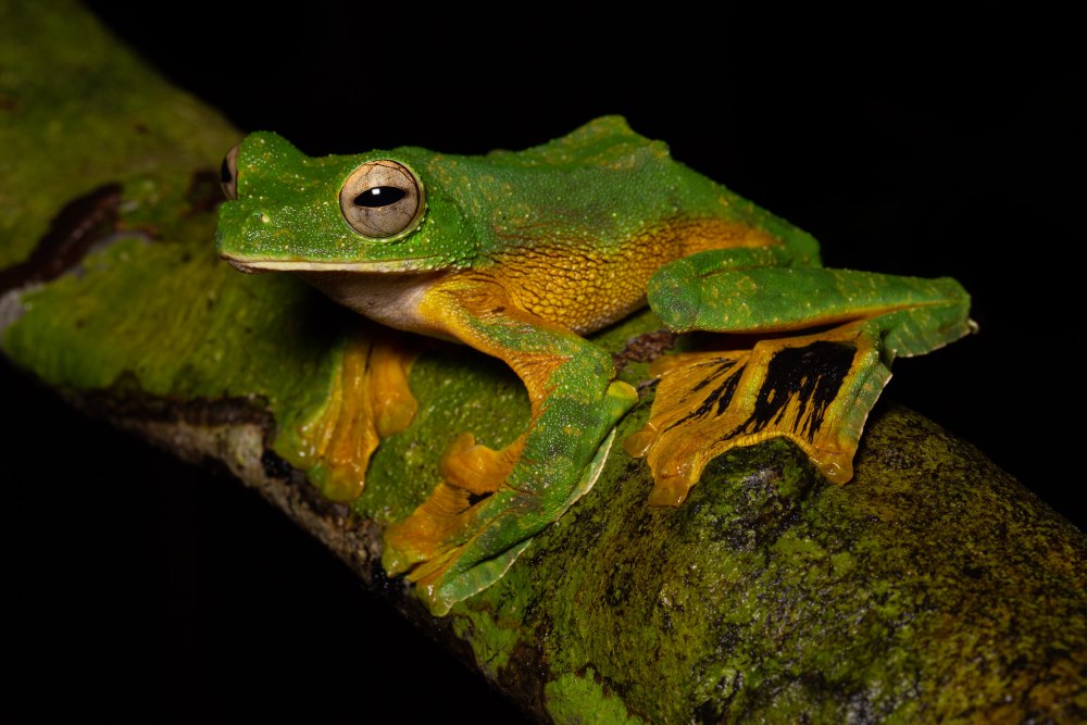 Rhacophorus rhodopus