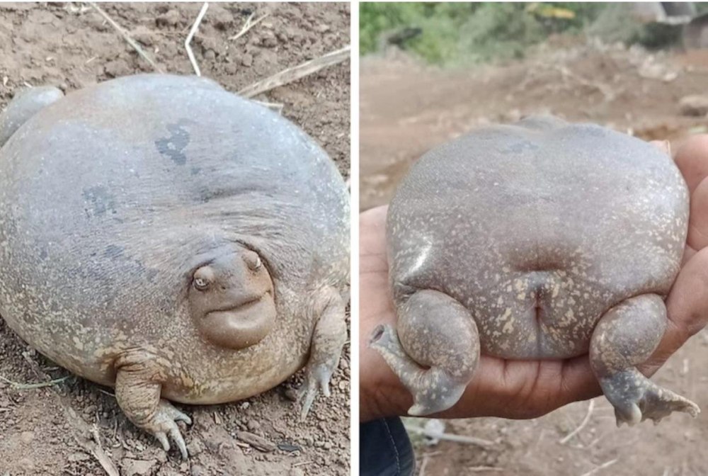Glyphoglossus Molossus лягушка
