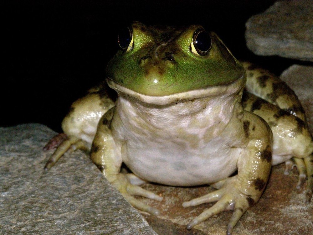 Green Bullfrog Green Bullfrog