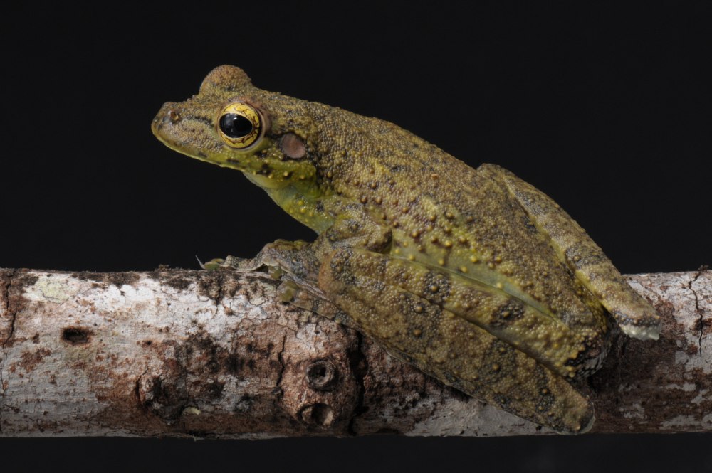 Itapotihyla langsdorffii