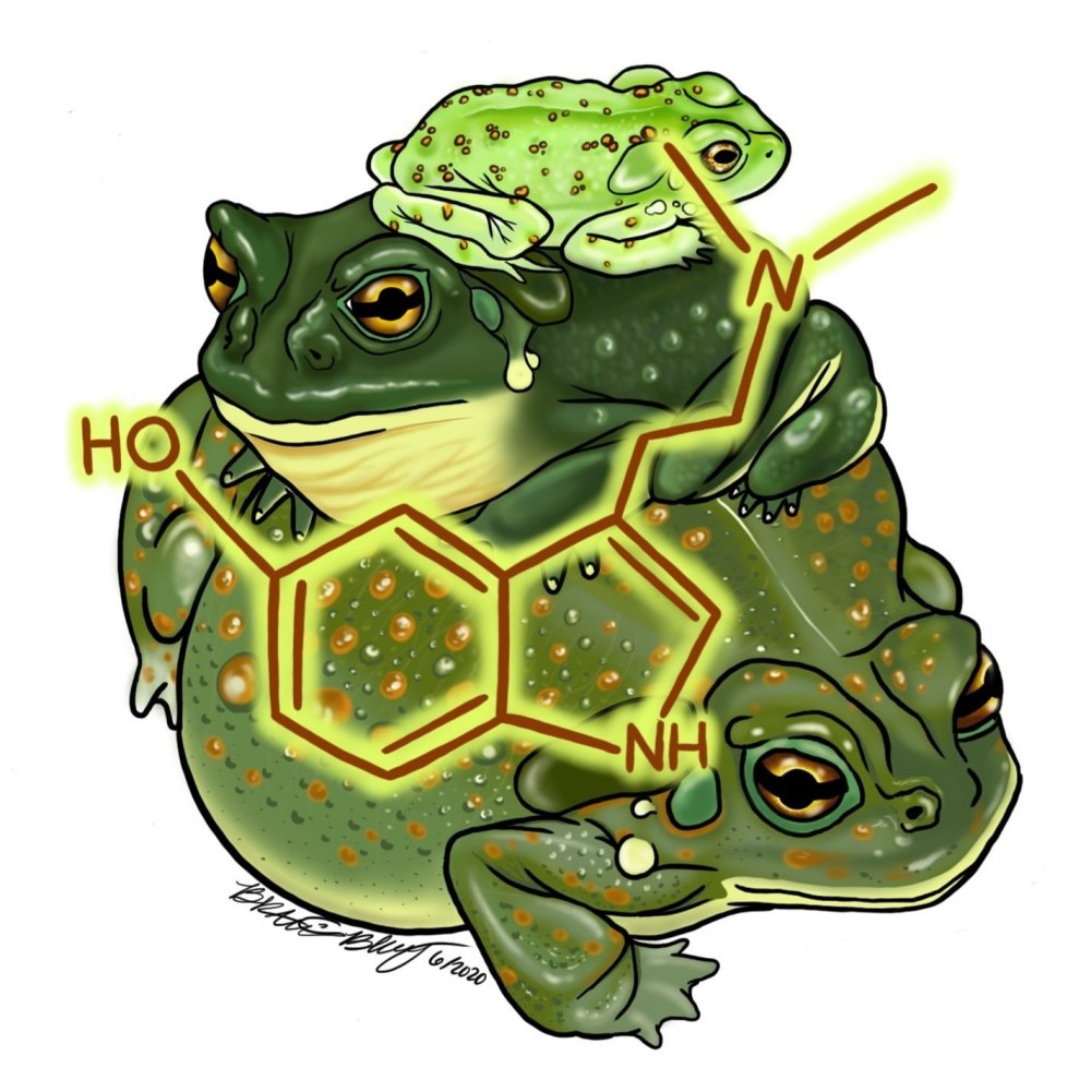 Жабы жабятся
