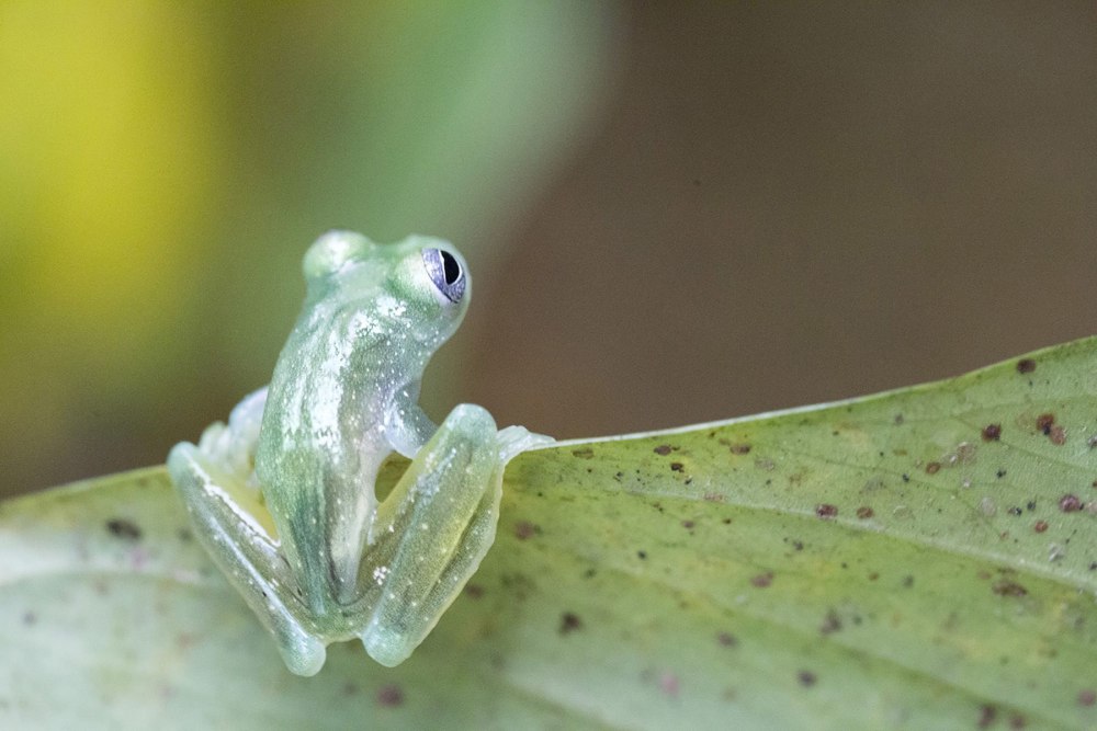 Стеклянная лягушка (Glass Frog)