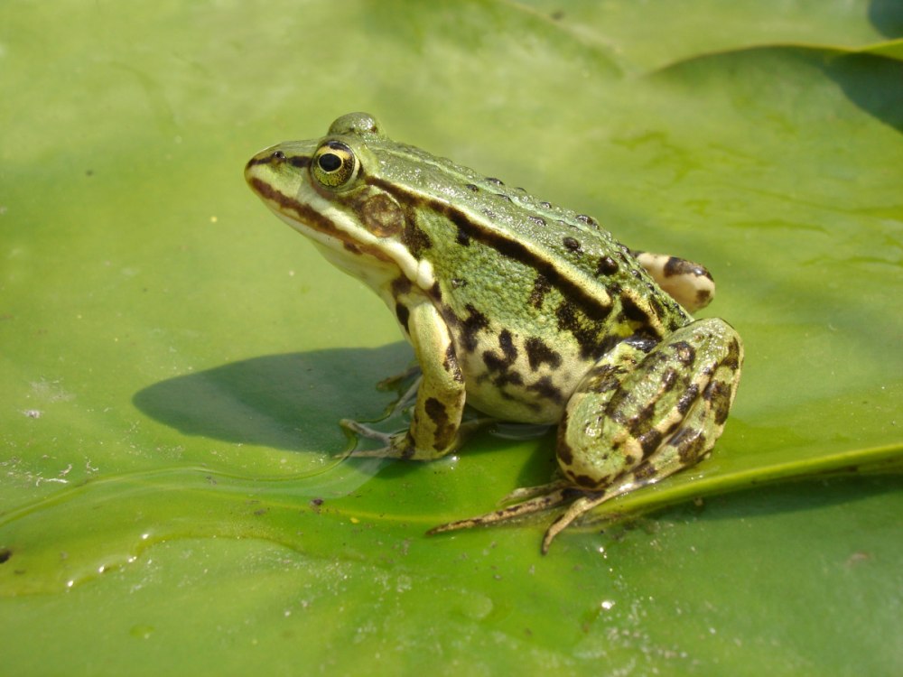 Прудовая лягушка (Rana lessonae)