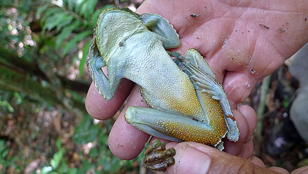 Itapotihyla langsdorffii