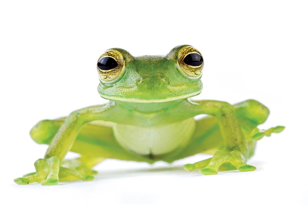 Стиль Frog